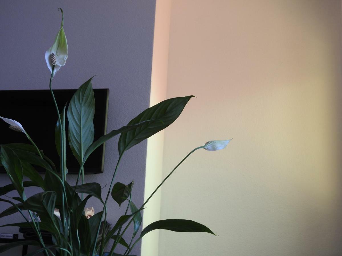 Apartment Antonela Slatine Bagian luar foto